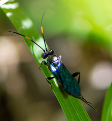 Ichneumonidae