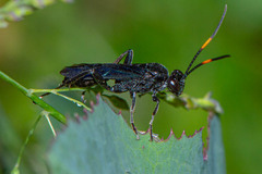 Ichneumonidae