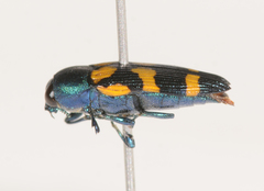 Castiarina bicolor