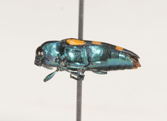 Castiarina bicolor