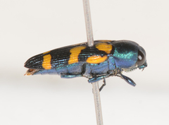 Castiarina bicolor