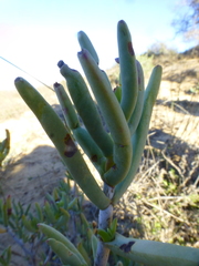 Lampranthus stipulaceus
