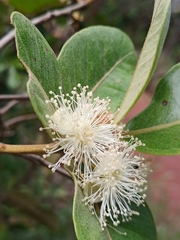 Psidium laruotteanum