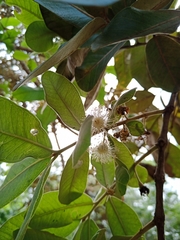Psidium laruotteanum