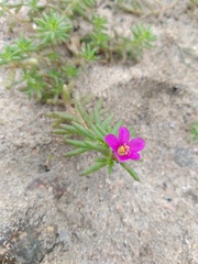 Portulaca californica