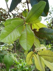 Psidium laruotteanum