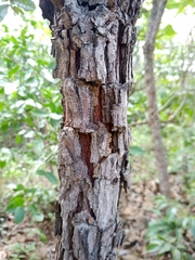 Psidium laruotteanum