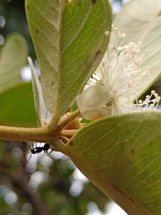 Psidium laruotteanum