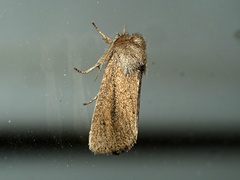 Bathytricha truncata