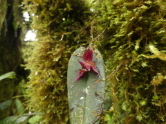 Pleurothallis deflexa