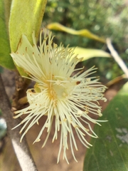 Psidium laruotteanum