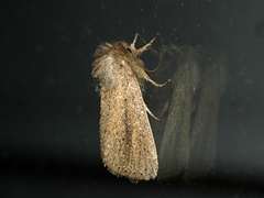 Bathytricha truncata