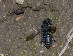 Megachile