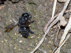 Megachile