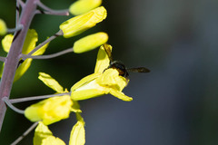 Megachile