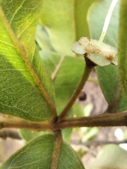 Psidium laruotteanum