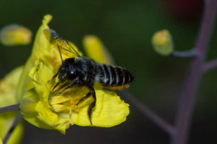 Megachile