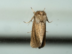 Bathytricha truncata