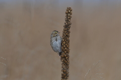 Passerculus sandwichensis savanna