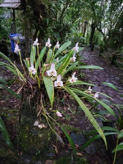 Maxillaria huebschii