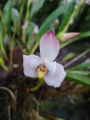 Maxillaria huebschii