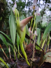 Maxillaria huebschii