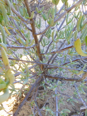 Lampranthus stipulaceus