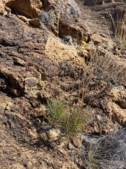 Thelesperma longipes