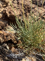Thelesperma longipes