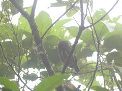 Glaucidium jardinii