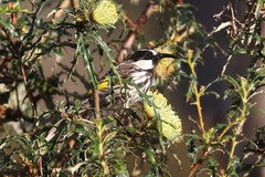 Phylidonyris niger gouldii
