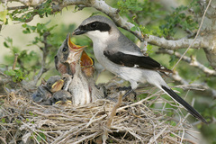 Loggerhead Shrike photo 6