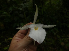 Trichopilia fragrans