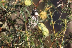 Phylidonyris niger gouldii