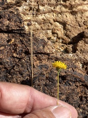 Thelesperma longipes