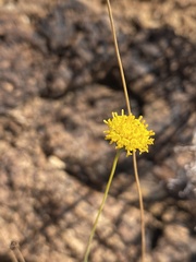 Thelesperma longipes