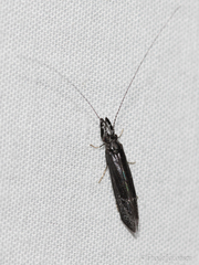 Ceraclea punctata