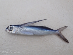 Cheilopogon