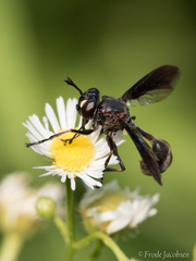Physocephala floridana