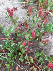 Rumex maricola