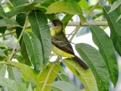 Ramphocelus flammigerus icteronotus