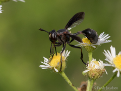 Physocephala floridana