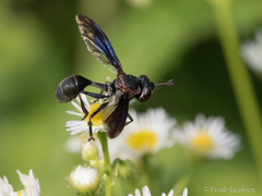 Physocephala floridana