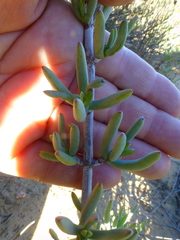 Lampranthus stipulaceus