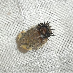 Chelymorpha cribraria