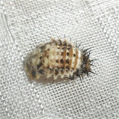 Chelymorpha cribraria