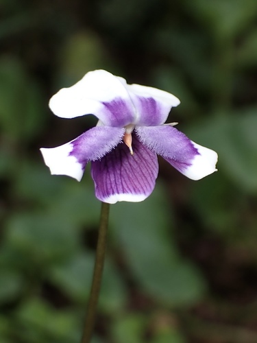Viola eminens K.R.Thiele & Prober