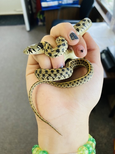 Checkered Garter Snake (Thamnophis marcianus), a species recorded in Texas