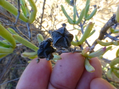 Lampranthus stipulaceus
