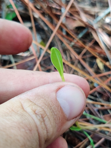 Image of Euphorbia telephioides by (c) Scott Allen Davis, some rights reserved (CC BY)